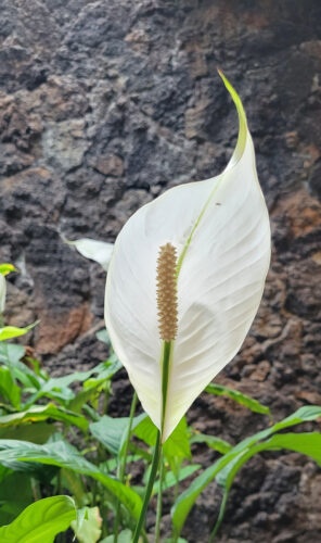 Send your best photos from Maui County to mauiphotos@mauinews.com for a chance to see them featured on our website and in our weekly print edition.